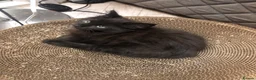 Russian Blue cats for sale: Russian blue/Norwegian forest mixed - Advert 8