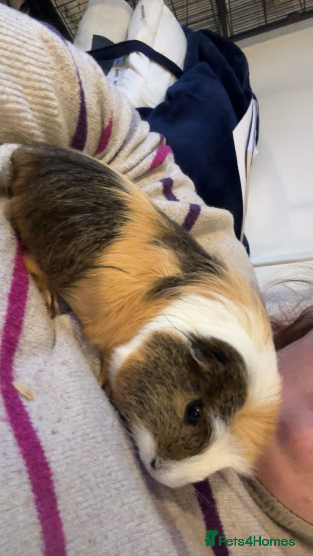 Guinea Pig rodents for sale: Guinea Pigs - Advert 4