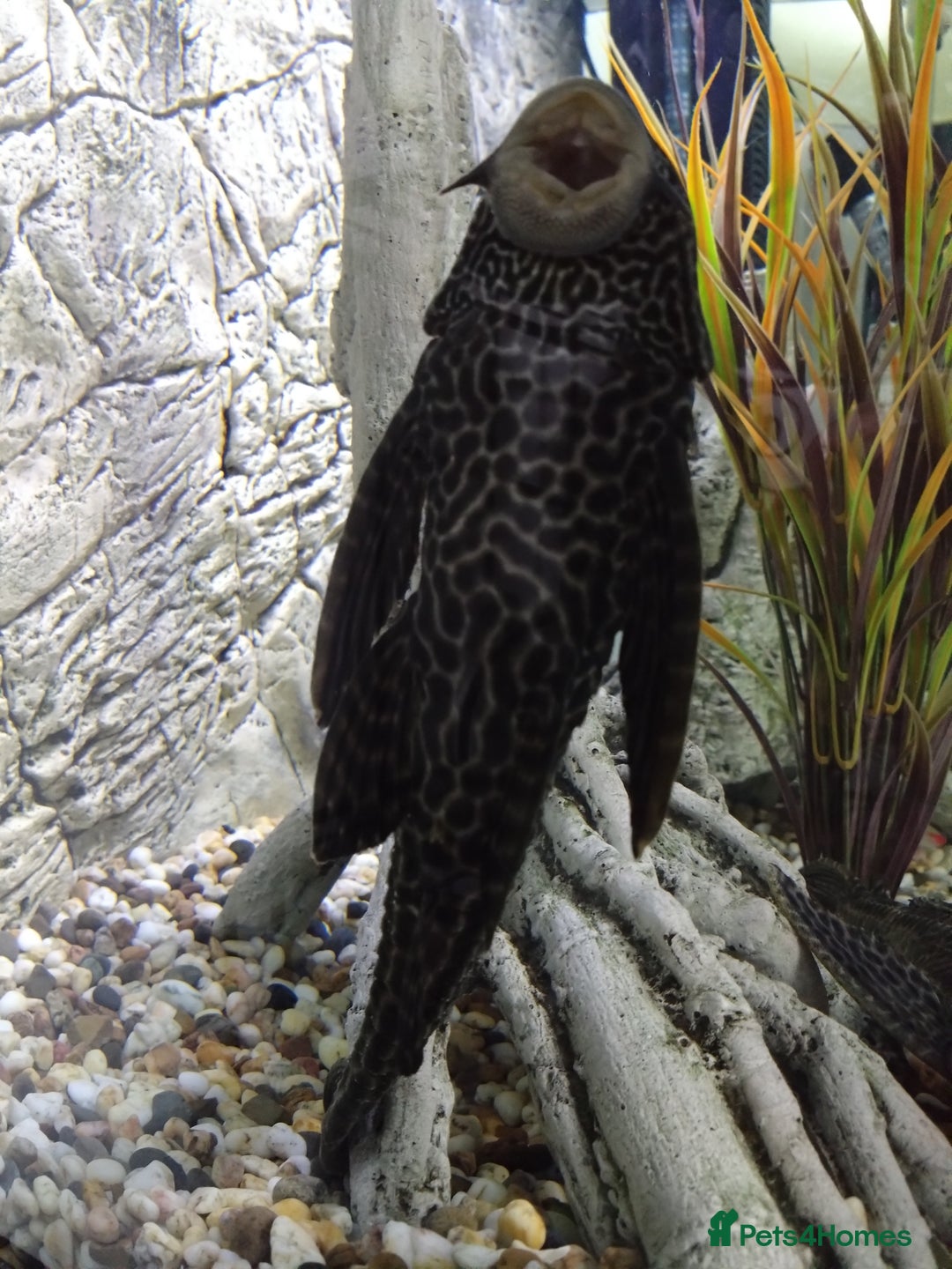 Plecos fish for sale: Common Pleco - Advert 3