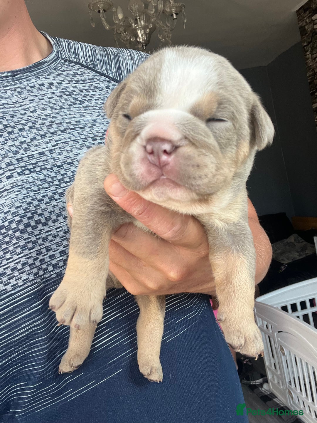 English Bulldog dogs for sale: English bulldog bible John lines  - Image 7