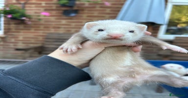 Ferret rodents - Advert 4