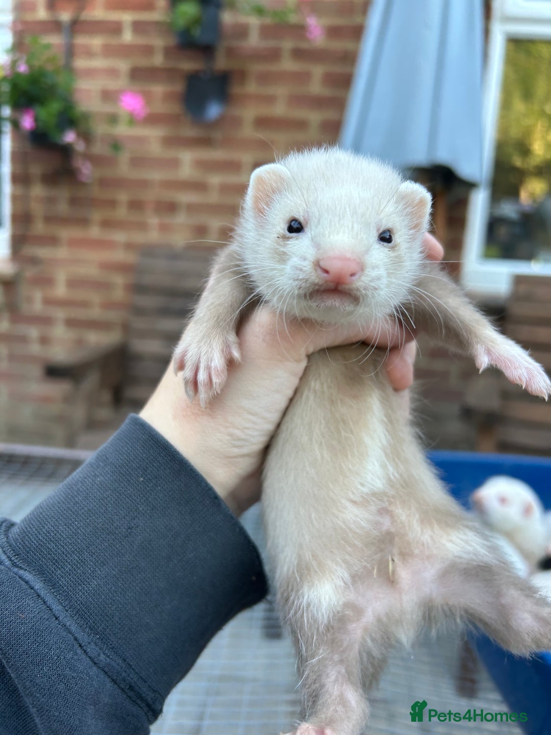 Ferret rodents for sale: Hobs for sale  - Image 3