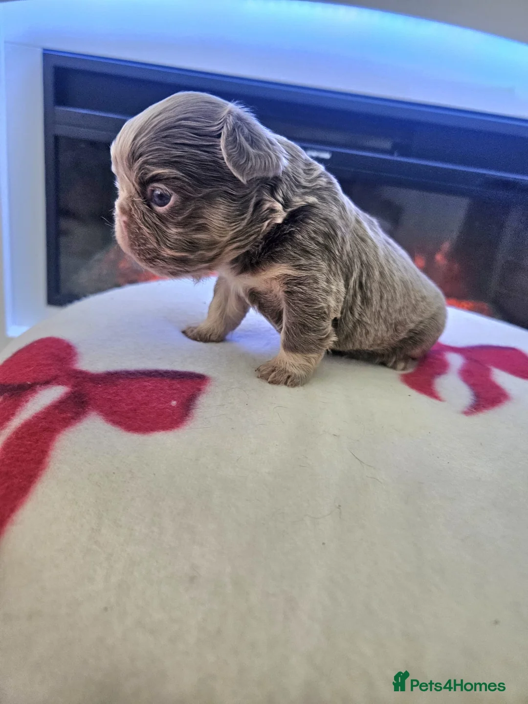 French Bulldog dogs for sale: Beautiful kc fluffy panda french bulldogs - Advert 18