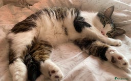 Domestic Shorthair cats for sale: Needs a forever loving home - Image 6