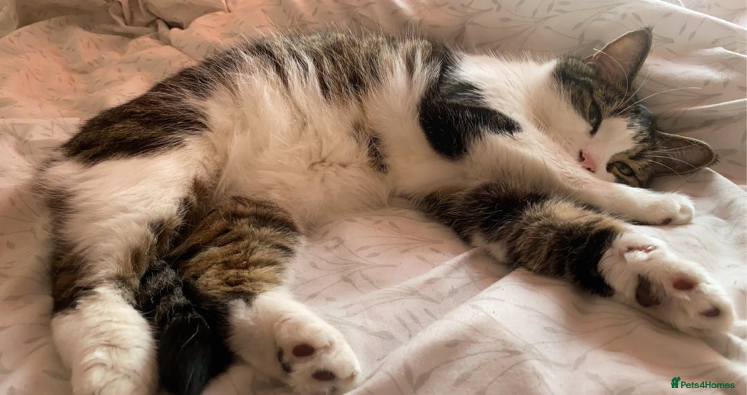 Domestic Shorthair cats for sale: Needs a forever loving home - Image 6