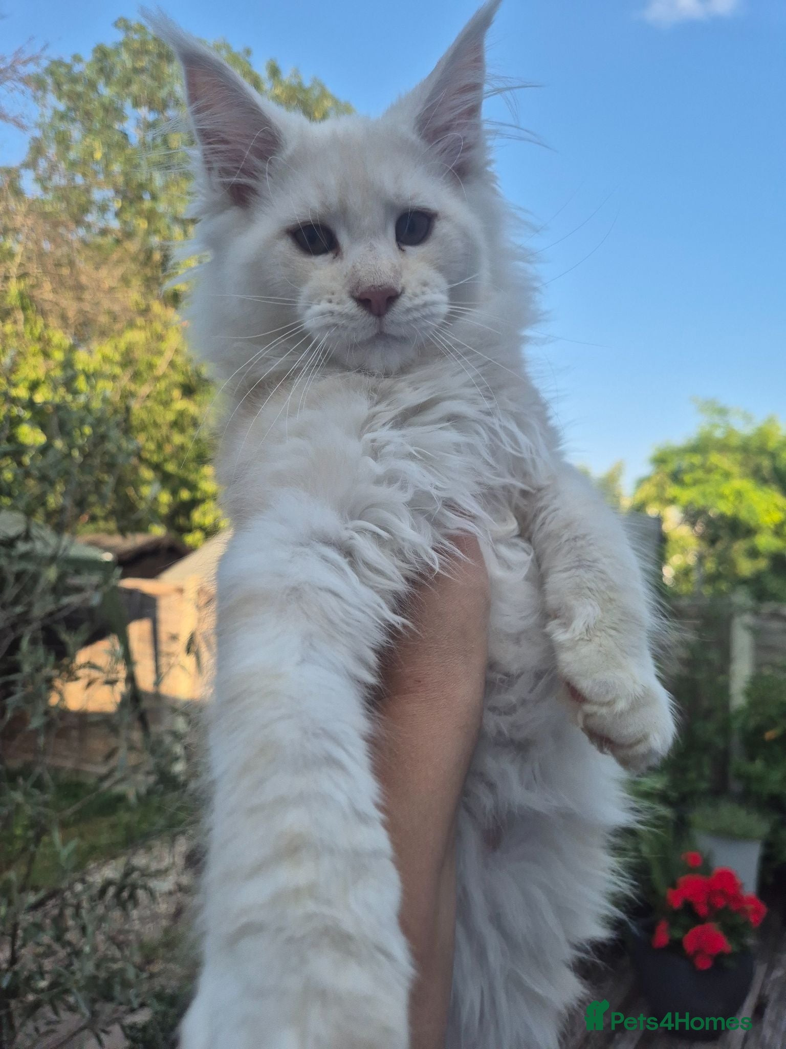 Maine Coon cats Amazing Maine Coon boys  - Advert 2