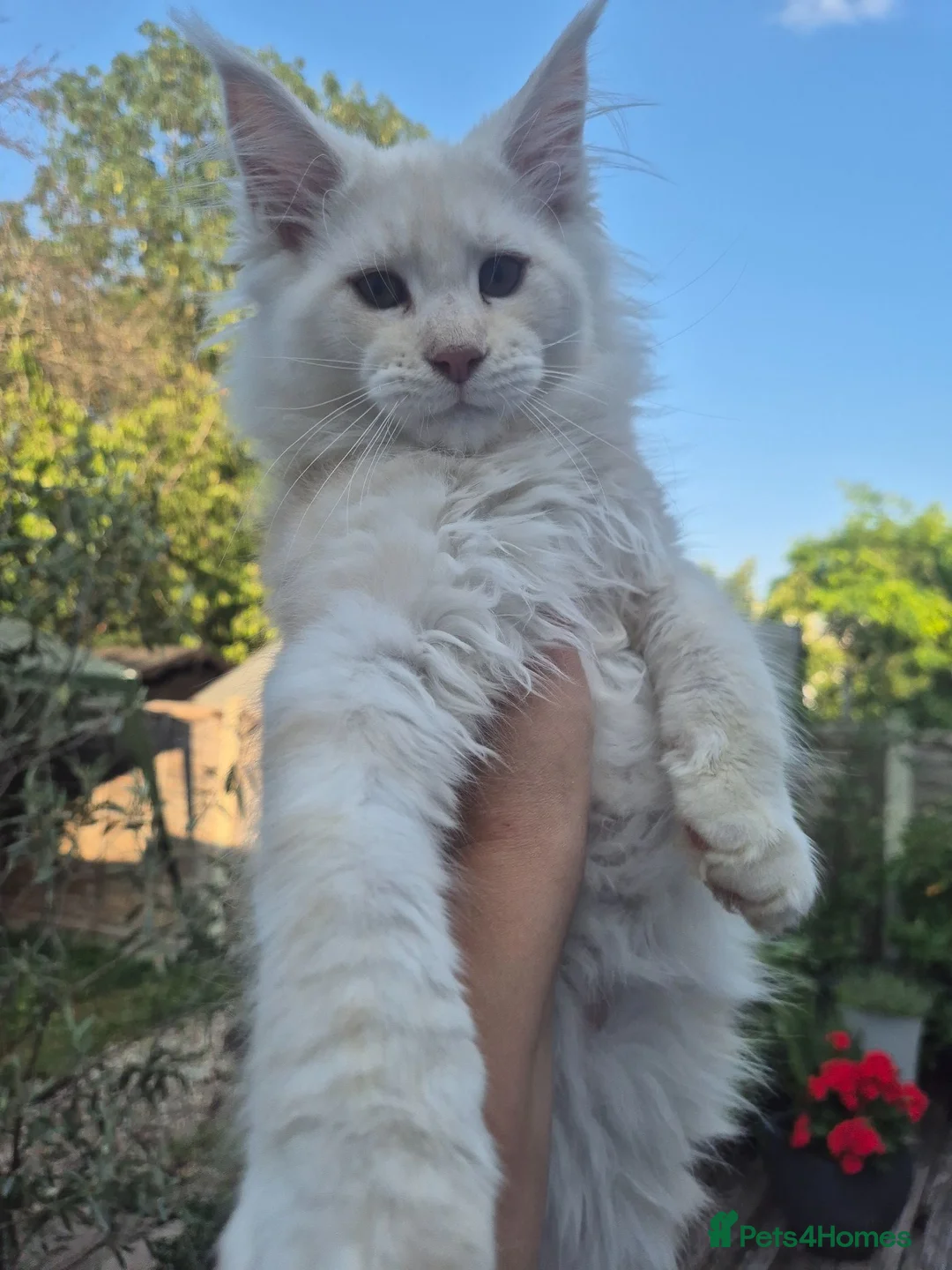 Maine Coon cats for sale: Amazing Maine Coon boys  - Advert 2