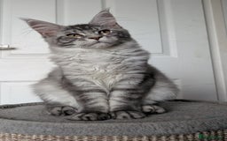 Maine Coon cats for sale: Maine coon kittens  - Image 3