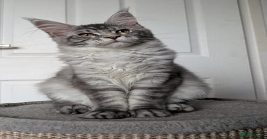 Maine Coon cats - Advert 5