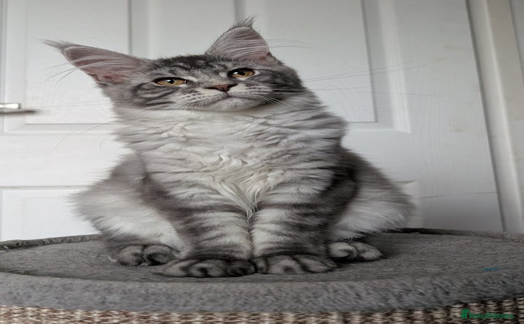 Maine Coon cats - Advert 2