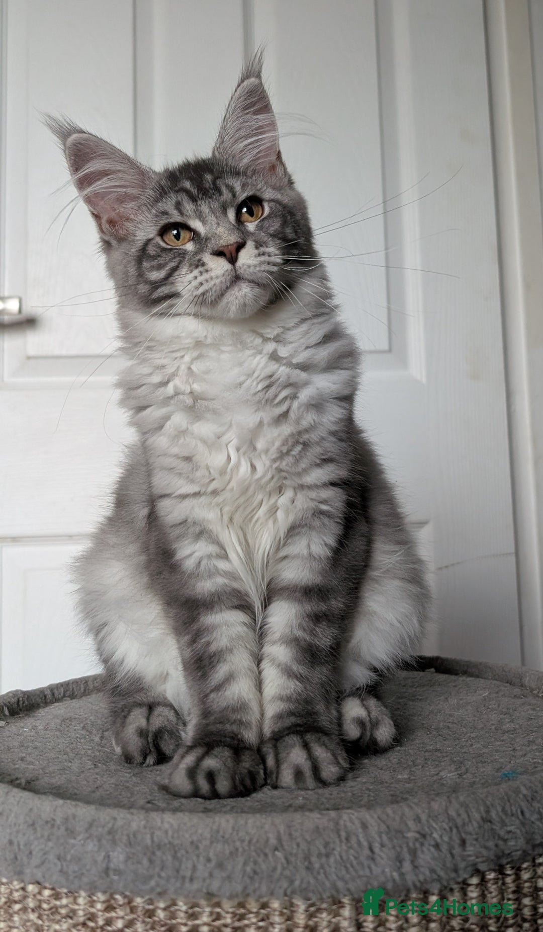 Maine Coon cats for sale: Maine coon kittens  - Image 3