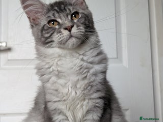 Maine Coon cats - Advert 2