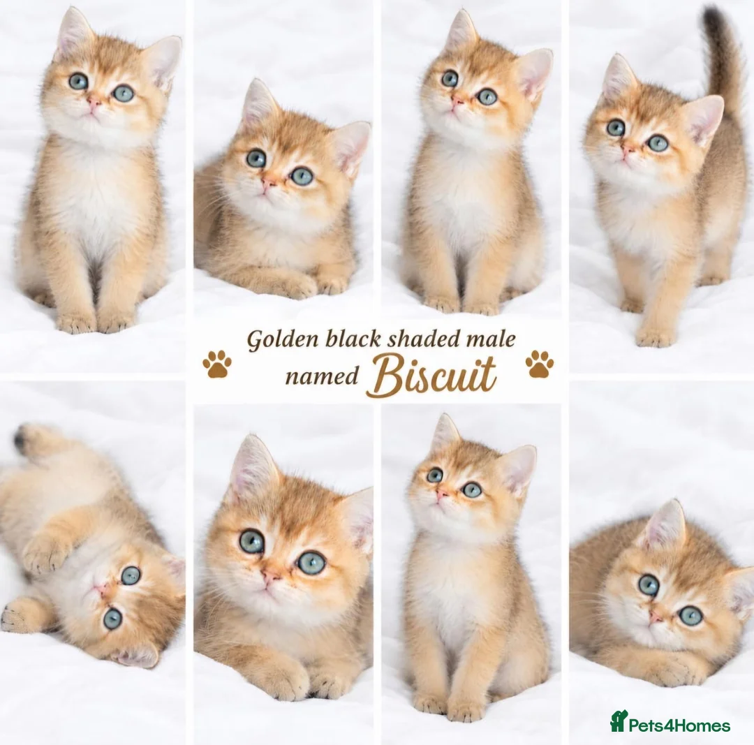 British Shorthair cats for sale: 3 Golden Black Shaded British Shorthairs - Advert 4