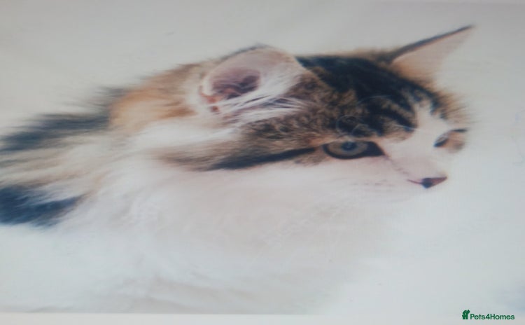 Mixed Breed cats - Advert 5