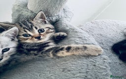 Scottish Fold cats for sale: Scottish fold kitties for sale  - Advert 6