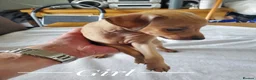Italian Greyhound dogs for sale: Stunning kc Italian greyhounds  - Advert 11