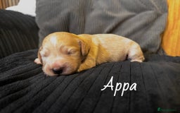 Cocker Spaniel dogs for sale: Cocker Spaniel Puppies - Advert 3
