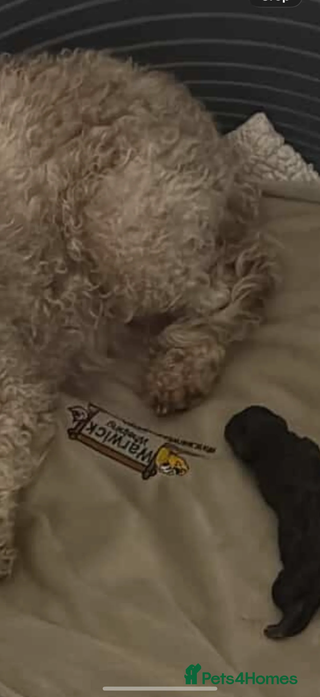 Cavapoo dogs for sale: 🌸 FULLY HEALTH TESTED, READY NOW 🌸 - Advert 34