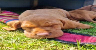 Hungarian Vizsla dogs - Advert 9