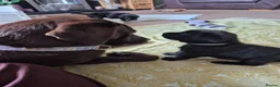Labrador Retriever dogs for sale: KC Registered Labrador Puppies - Advert 11