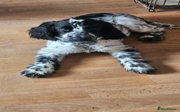 Cocker Spaniel dogs for sale: Show cocker pups - Image 1
