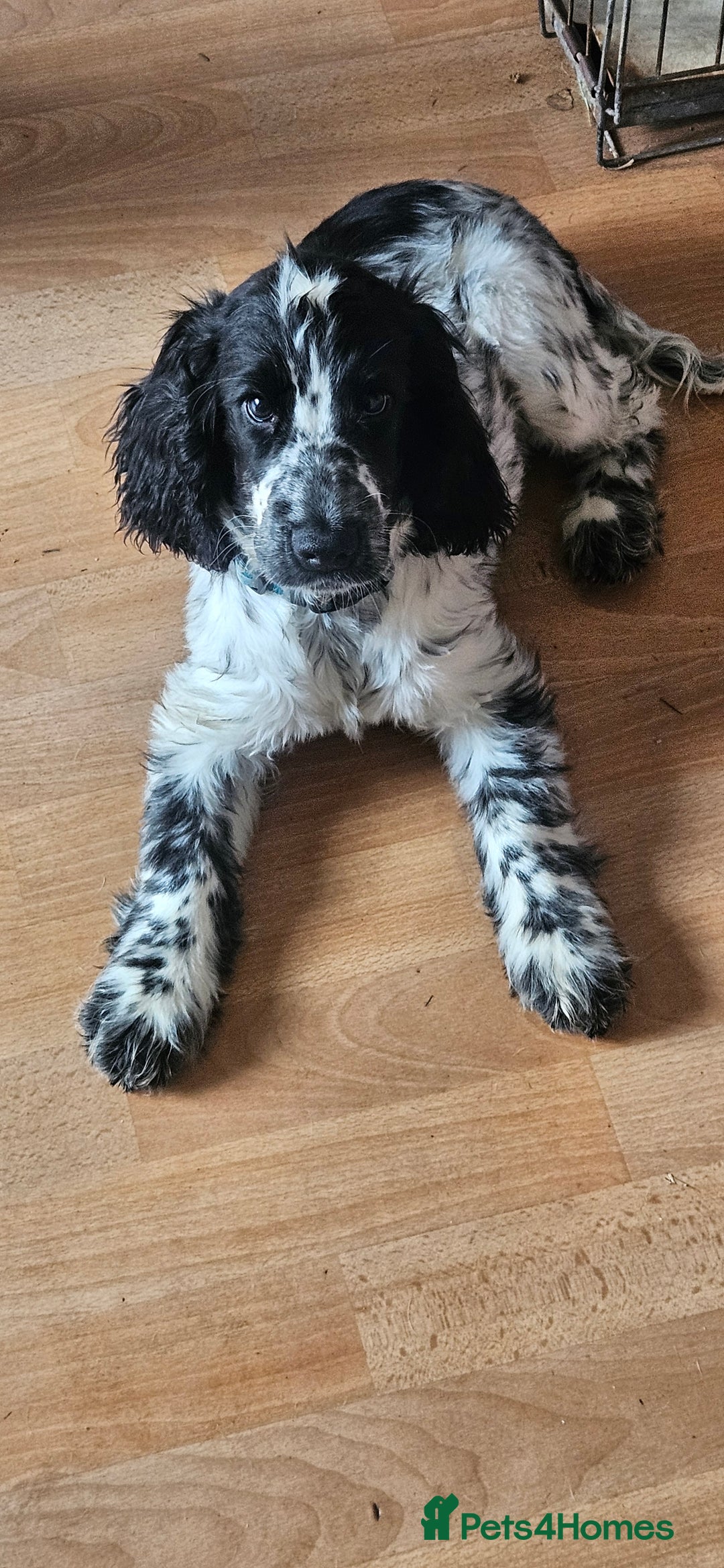 Cocker Spaniel dogs for sale: Show cocker pups - Image 1