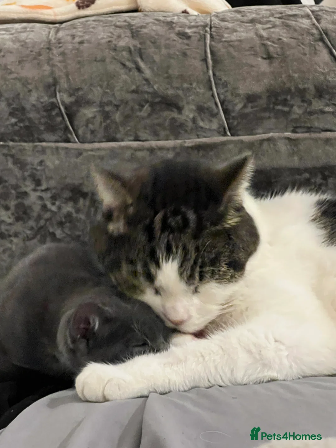 British Shorthair cats for sale: Luna  - Advert 2