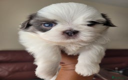 Shih Tzu dogs for sale: Ready now 🥰 Last Imperial ShihTzu Lavender Girl.  - Image 4