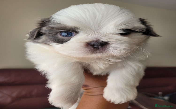 Shih Tzu dogs - Advert 1