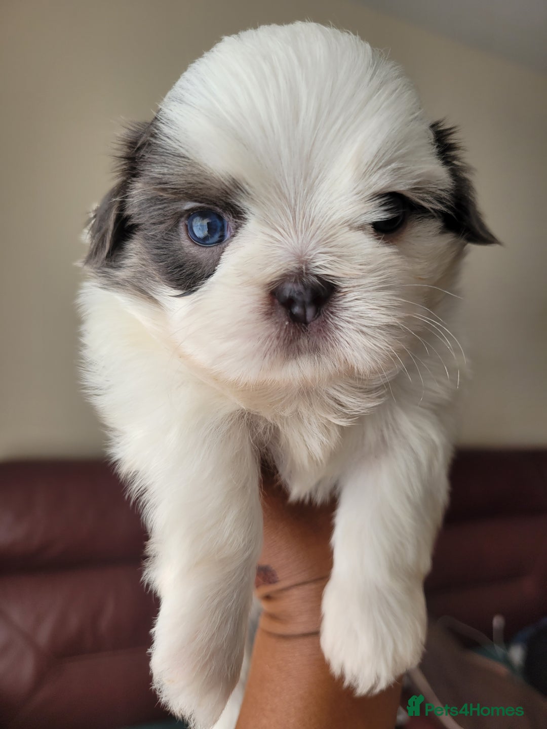 Shih Tzu dogs for sale: Ready now 🥰 Last Imperial ShihTzu Lavender Girl.  - Image 4