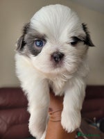 Shih Tzu dogs - Advert 2