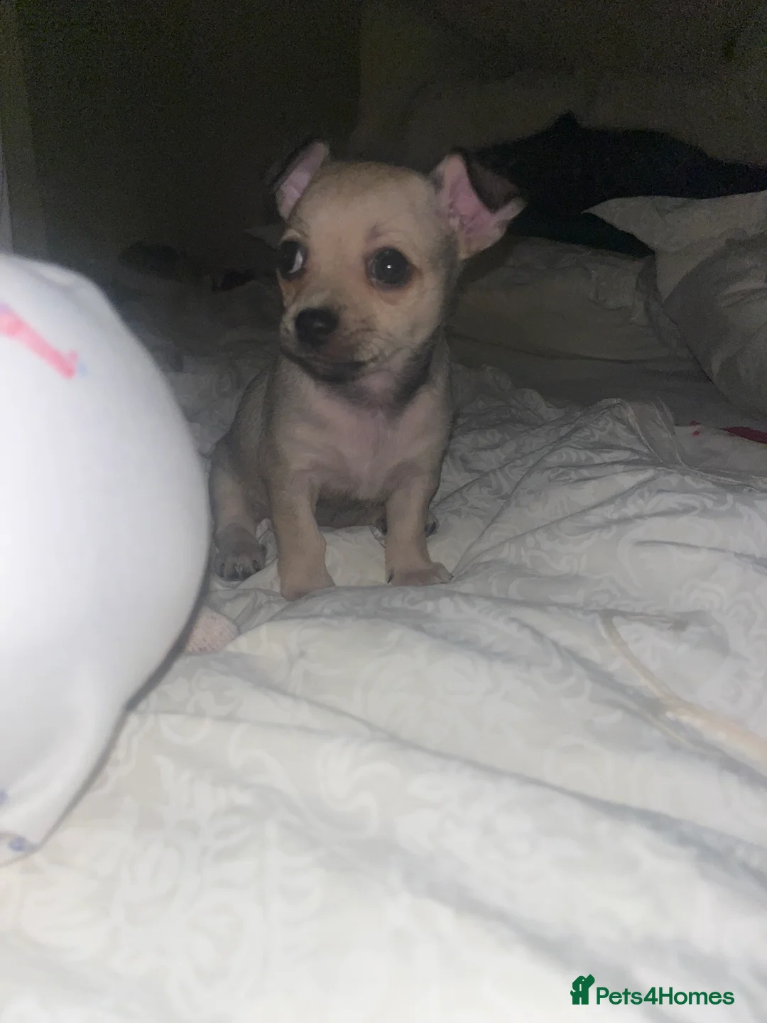 Chihuahua dogs for sale: Chihuahua puppy’s  - Advert 4