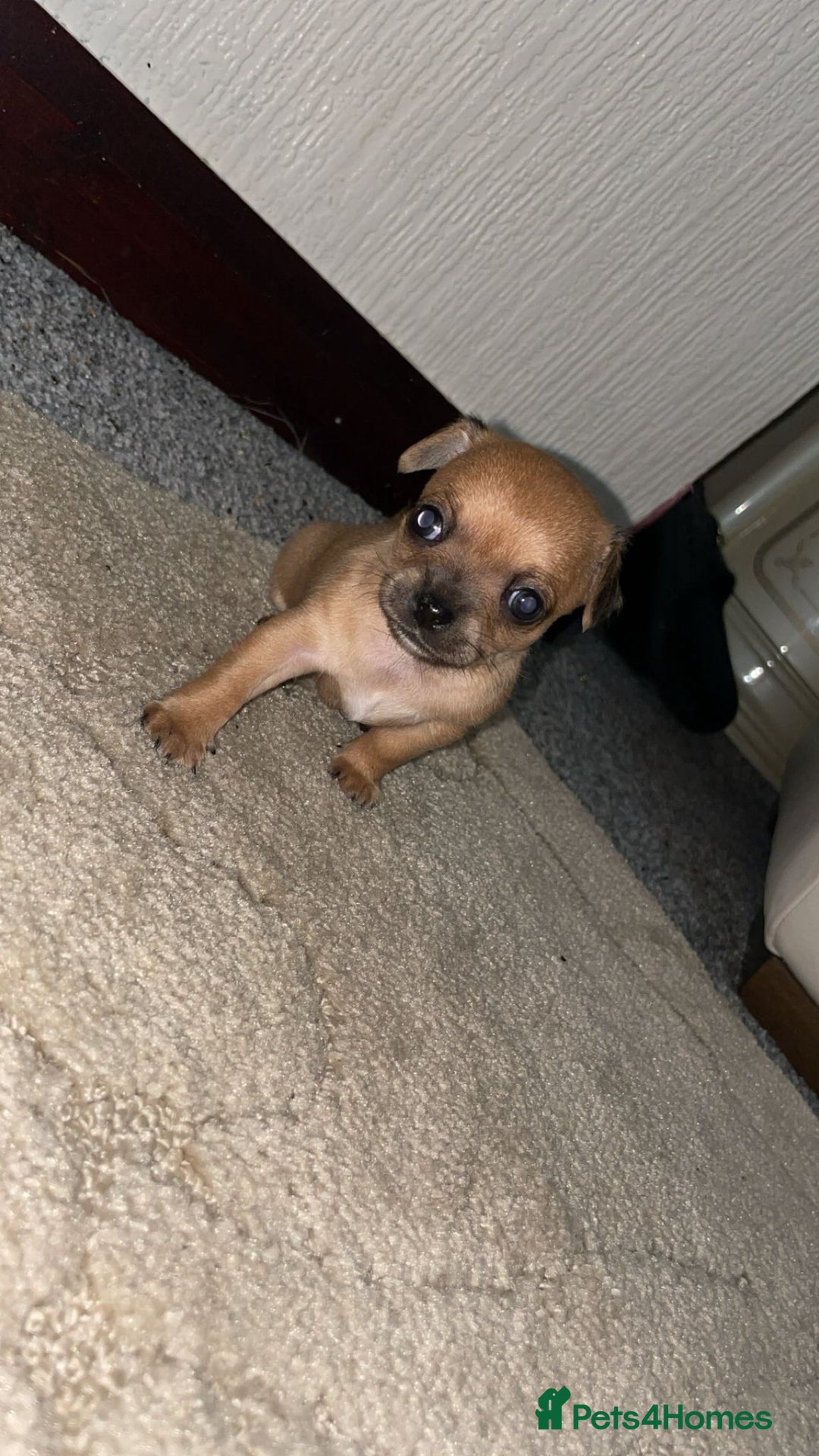 Chihuahua dogs for sale: Chihuahua puppies  - Image 4
