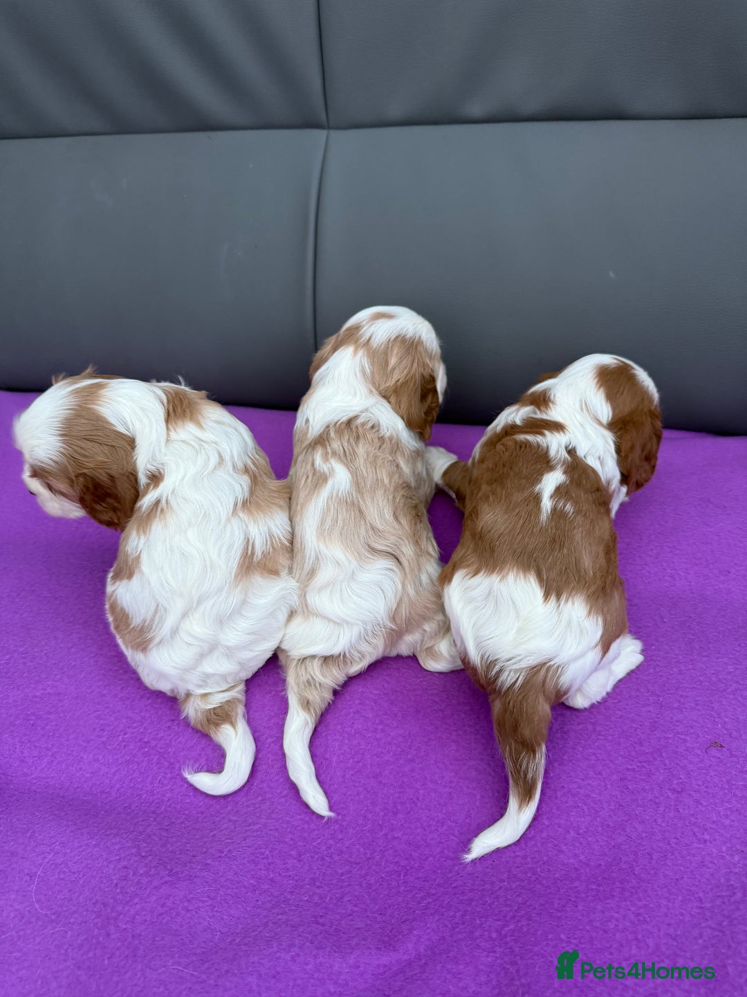 Cavalier King Charles Spaniel dogs for sale: Adorable Cavalier King Charles Spaniel  - Advert 20