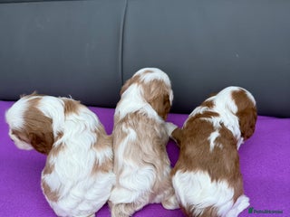 Cavalier King Charles Spaniel dogs Adorable Cavalier King Charles Spaniel - Advert 7