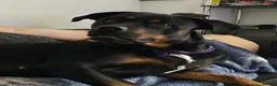 Rottweiler dogs for sale: German and American Rottweiler Mix - Advert 6