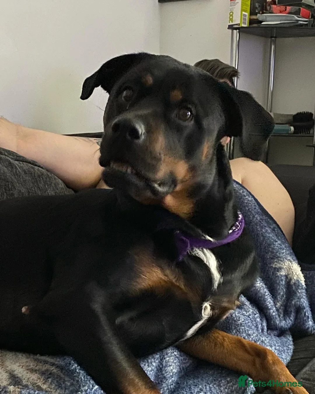 Rottweiler dogs for sale: German and American Rottweiler Mix - Advert 6