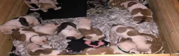 American Bulldog dogs for sale: American Bulldog Puppies  in Luton - Advert 5