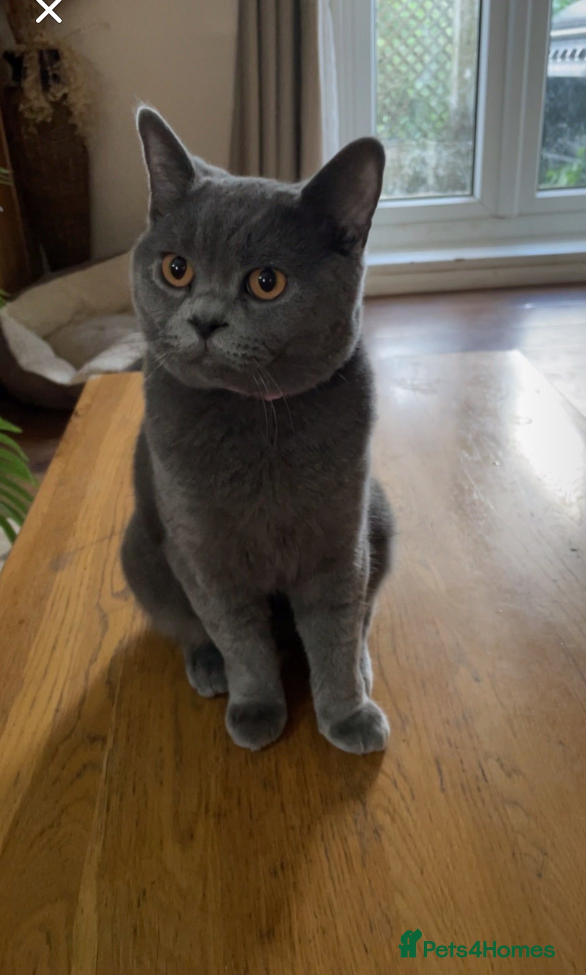 British Shorthair cats Female BritishShorthair!  - Advert 1