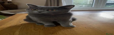 British Shorthair 1