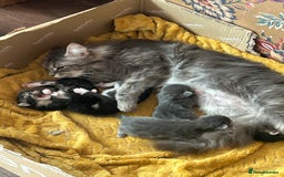 Maine Coon cats for sale: Maine coon kittens - Image 12