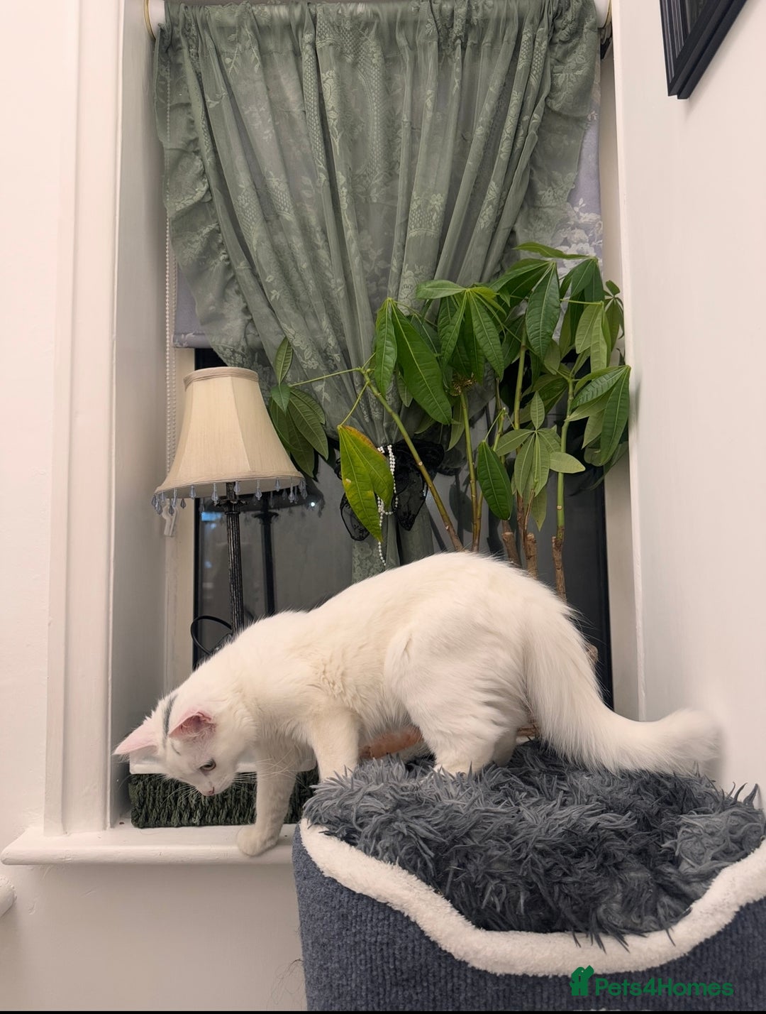 Turkish Angora cats for sale: 7 months old Turkish Angora male kitten - Advert 4