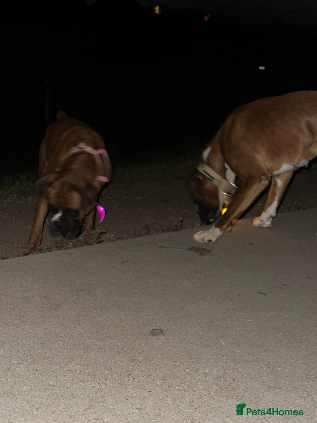 Boxer dogs for sale: Boxer sisters  - Advert 7