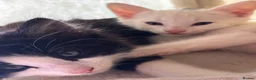 Mixed Breed cats for sale: 4 beautiful, well socialised kittens - Advert 7