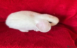 Mini Lop rabbits for sale: Adorable Pure Mini Lop Rabbits  - Image 3