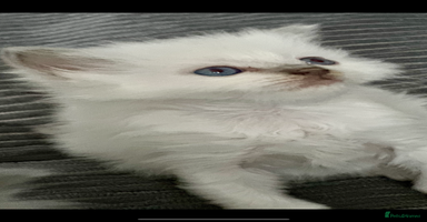 Ragdoll cats ♥️ ADORABLE GCCF BABIES 💙 - Advert 2