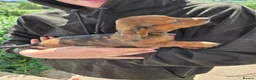 Miniature Dachshund dogs for sale: 5 X miniature dachshunds puppies for sale - Advert 5