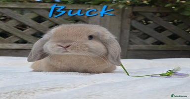 Mini Lop rabbits - Advert 1