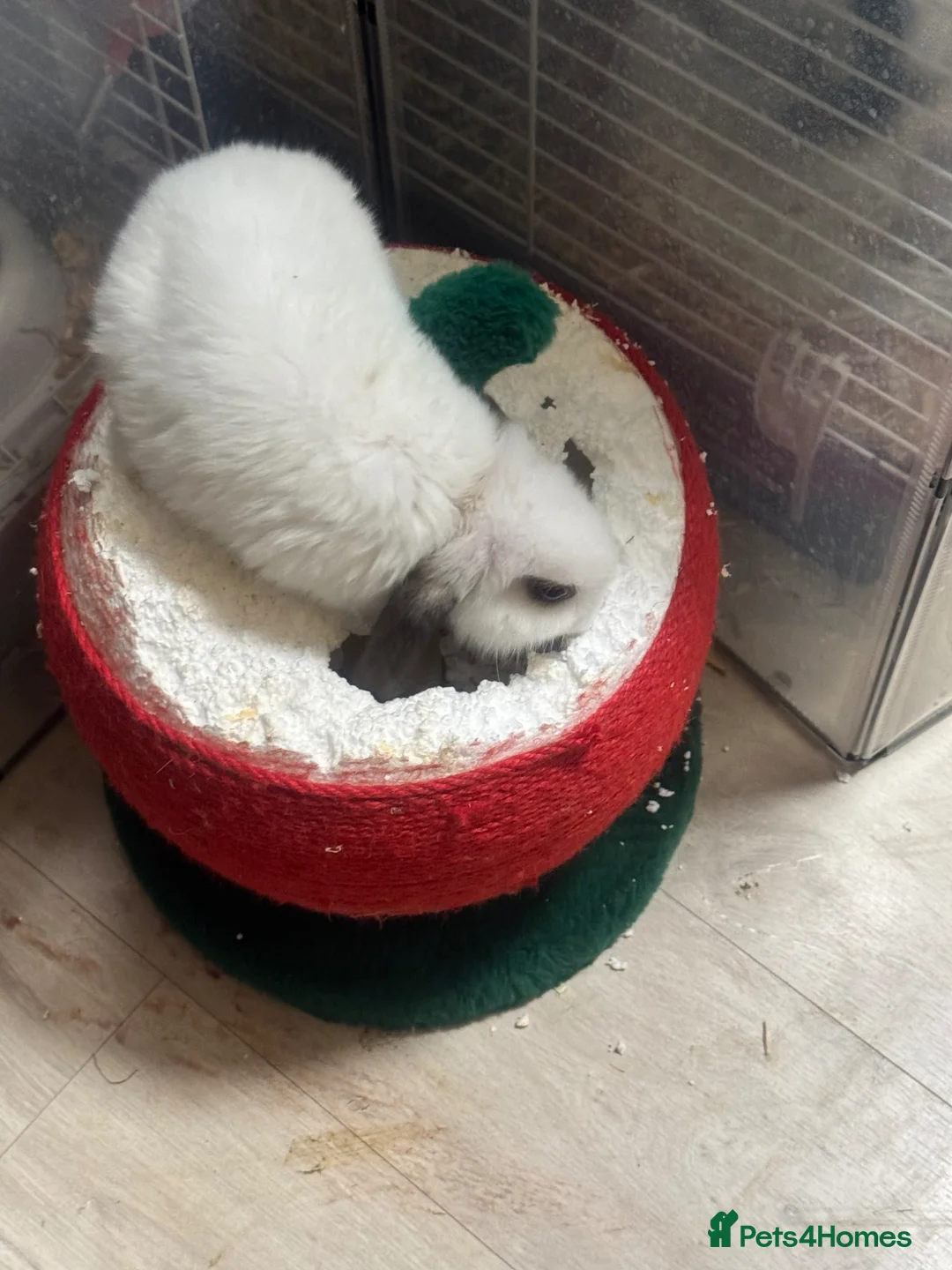 Mixed Breed rabbits for sale: Dwarf lop eared bunnies x3 in Basildon - Advert 6