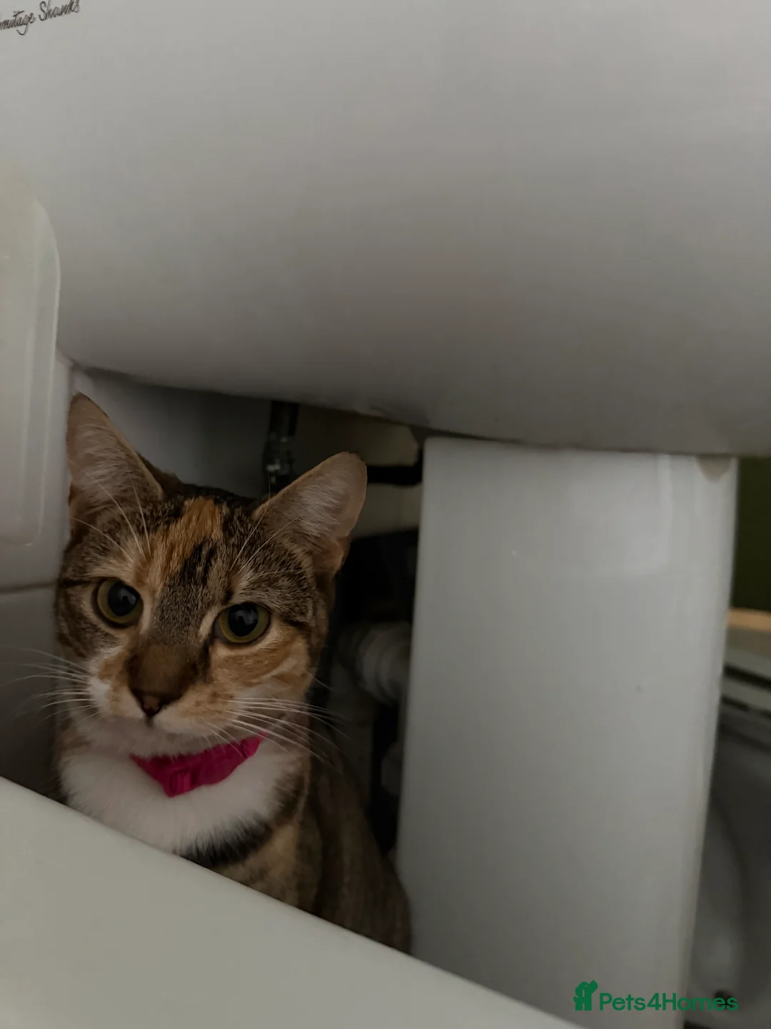 Mixed Breed cats for sale: Beautiful Loving Cat Looking for a Forever Home - Advert 2